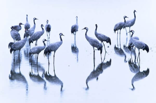 Kraanvogels kijken in het reservaat
