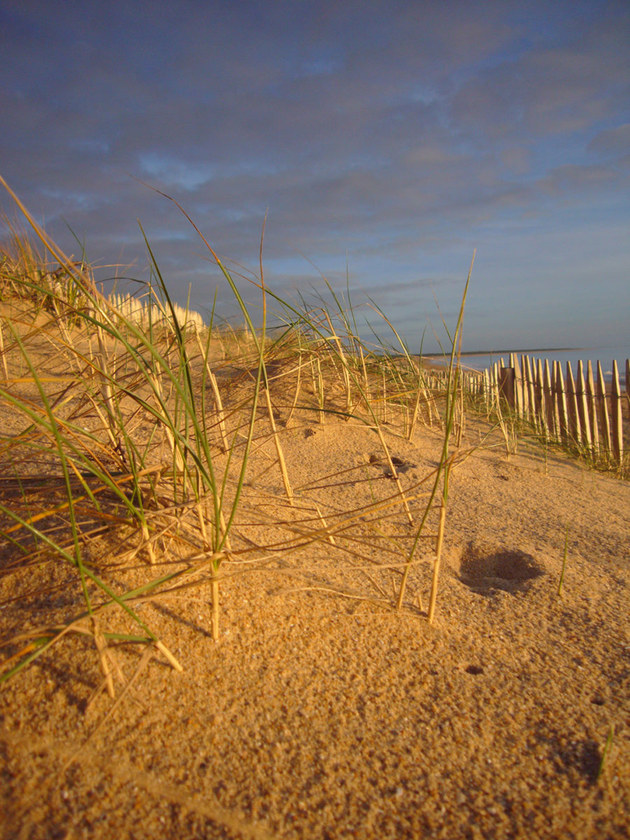 Dunes et plages du marais maritime