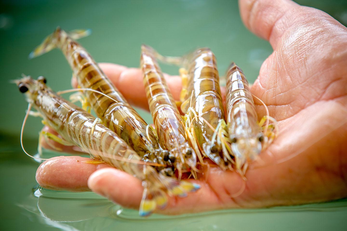 Gambas produites en Sud Vendée Littoral