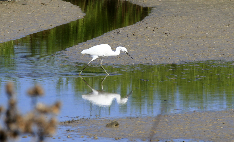 Aigrette garzette, faune du Sud Vendée Littoral