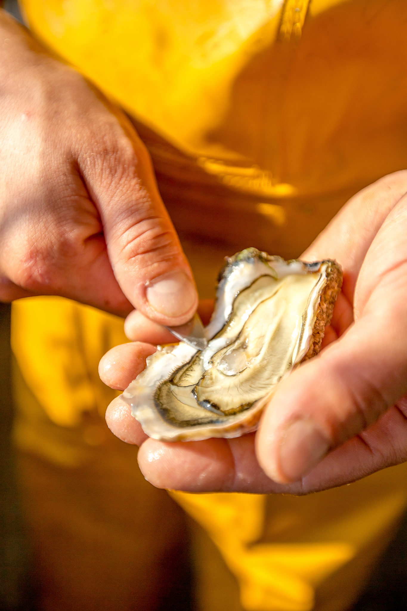 huitre saveurs mer vendee atlantique laiguillon ostreiculteur gaudin