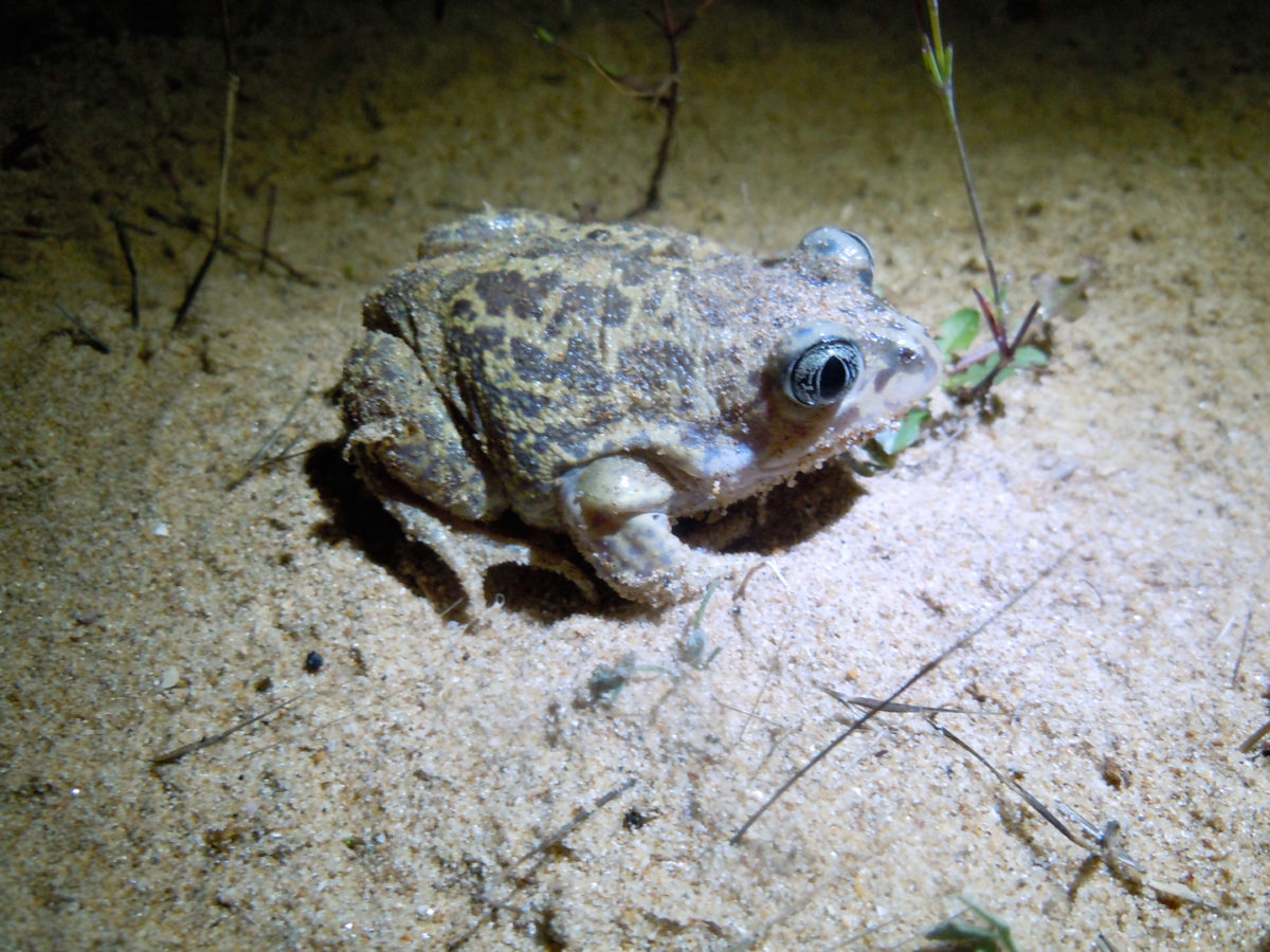 Pélobate cultripède ou crapaud calamite