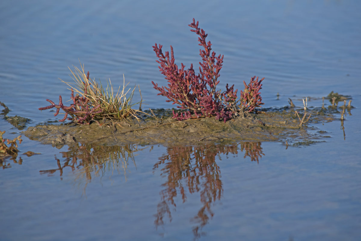 Salicorne automne