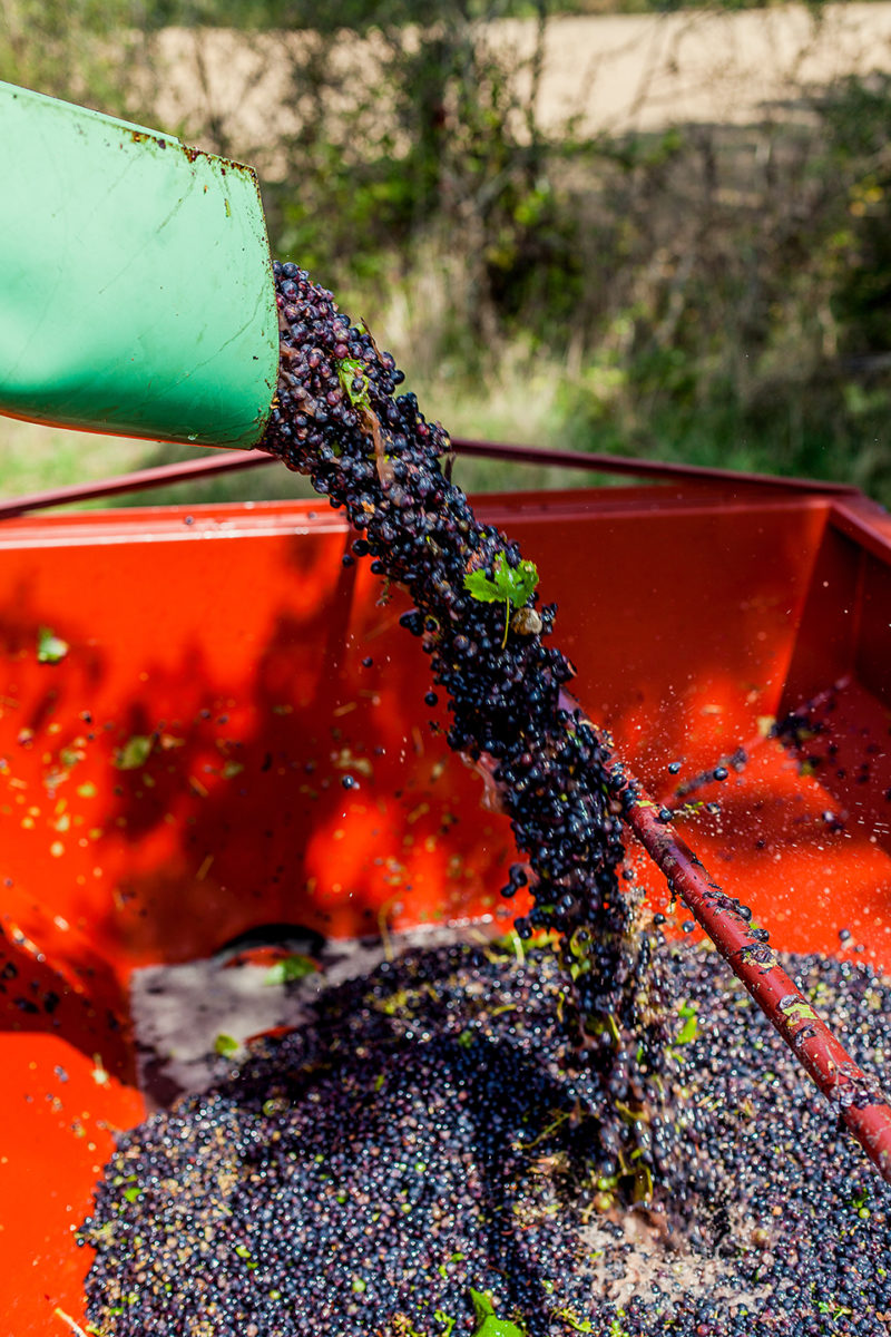 vigne récolte raisin vendange vignoble vin mareuillais fiefs vendéens