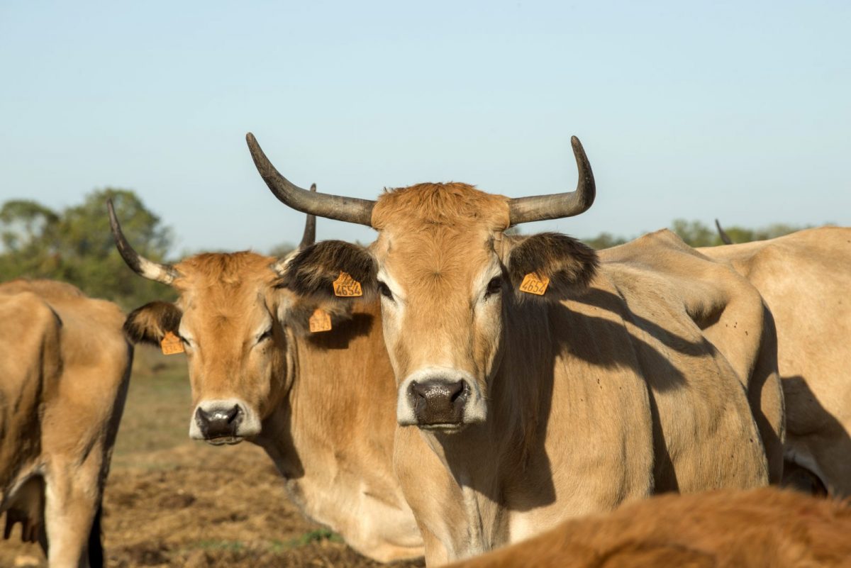 _DSC4506 Vache Maraîchine