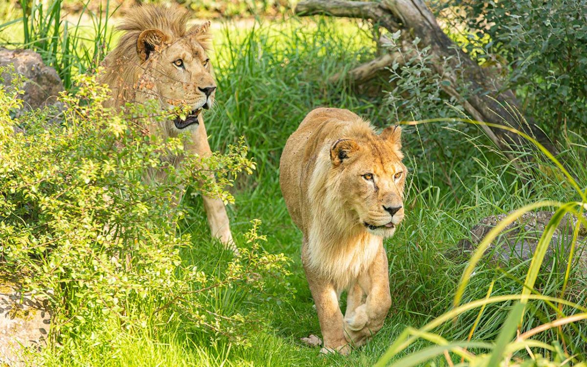 1-ZoodesSables-copyrightP.Chabot–copy