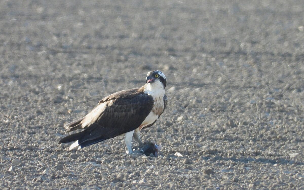 Balbuzard pêcheur