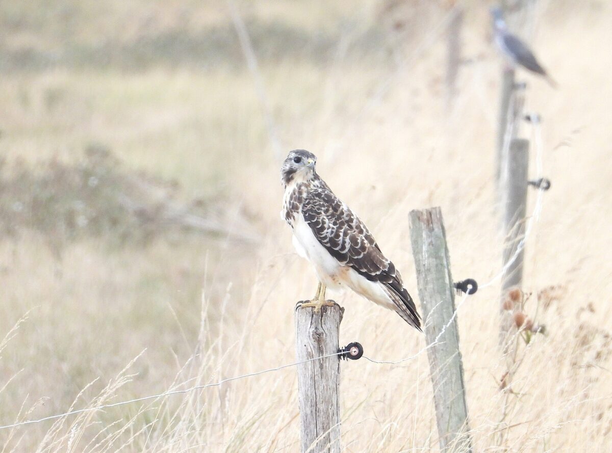 Buse variable