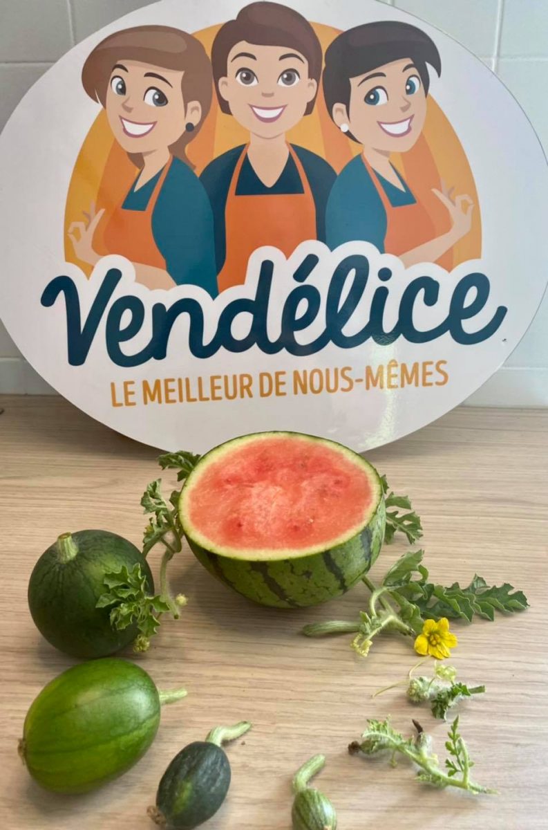 Développement melon vendélice