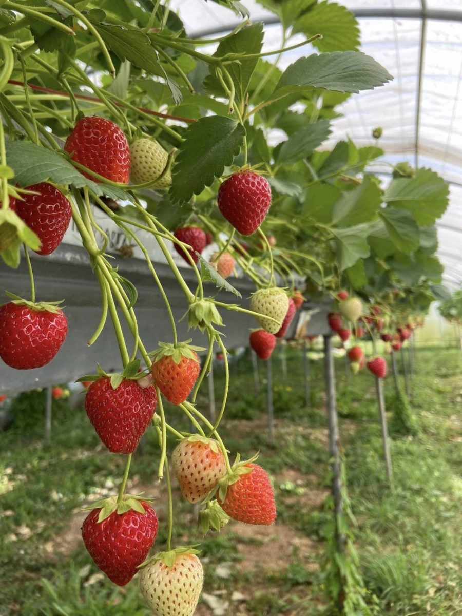 Légumes du marais-chaille-les-marais-fraise