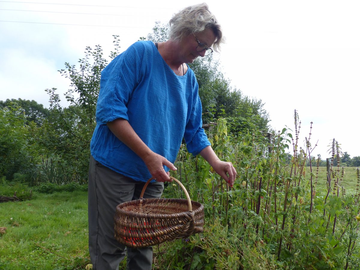 Les Pineaux – Fées des Herbes (3)