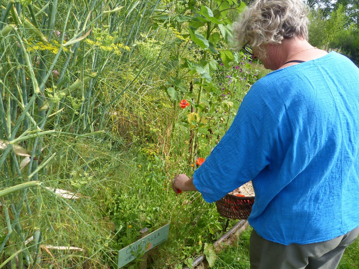 Les Pineaux – Fées des Herbes (7)