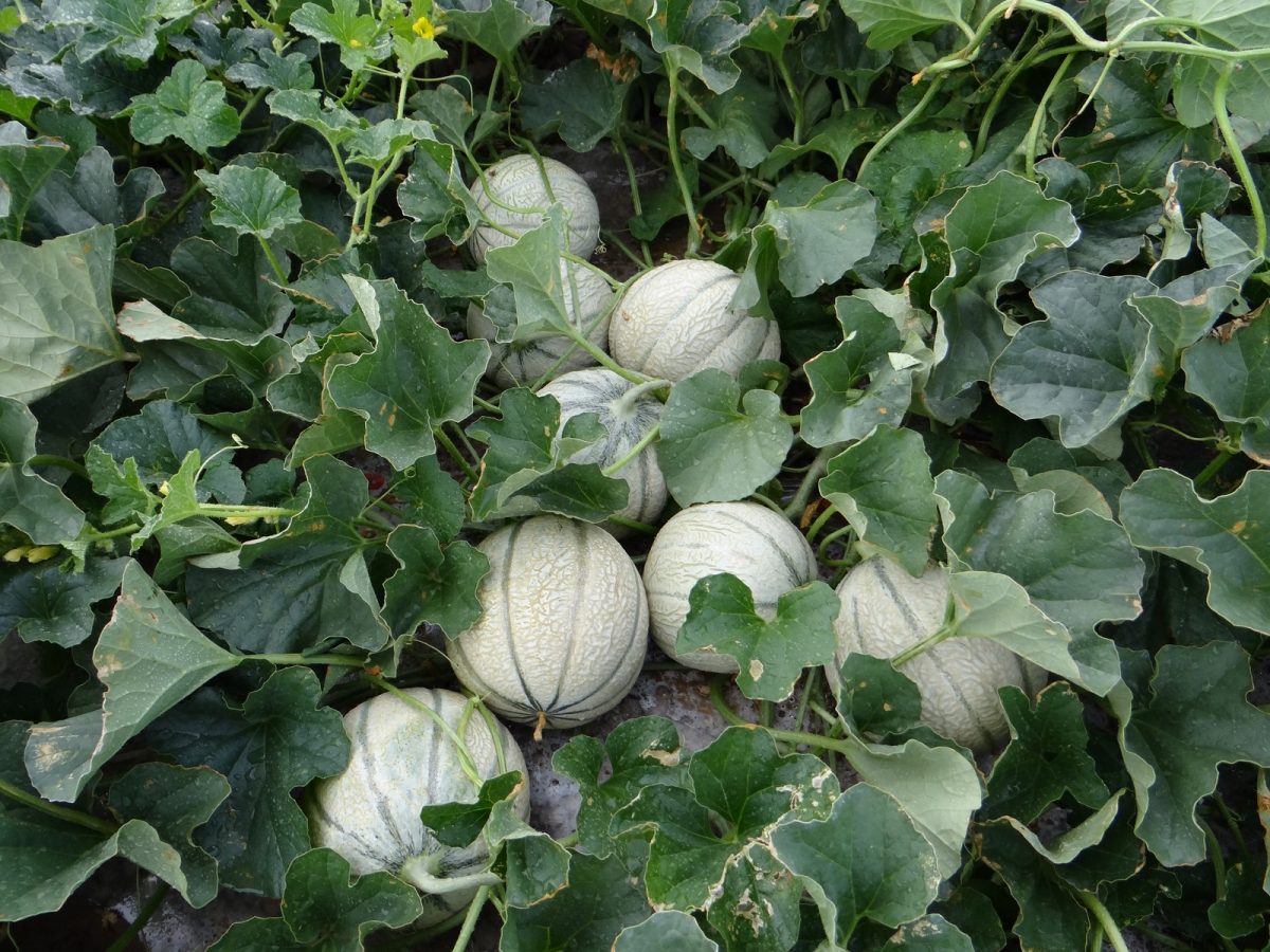 Melon-les-roseaux-boule-d-or-vouille-les-marais-melons