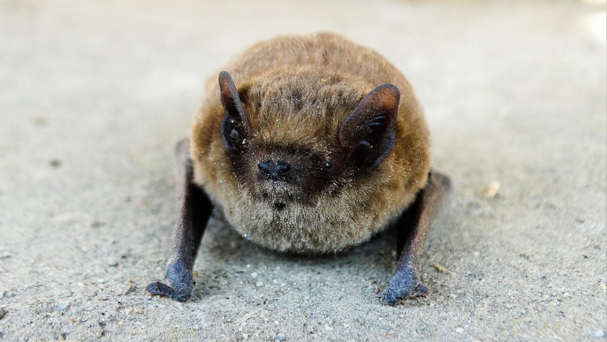 Pipistrelle_Khul