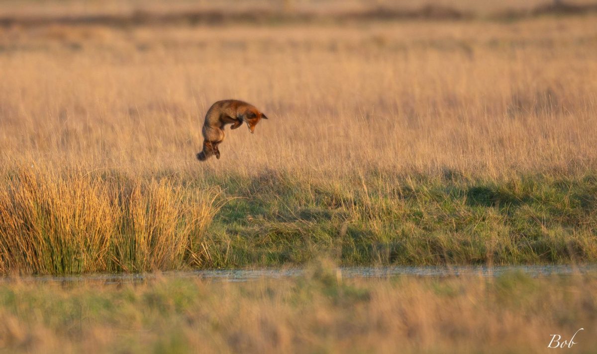 Renard © Robert Aublin