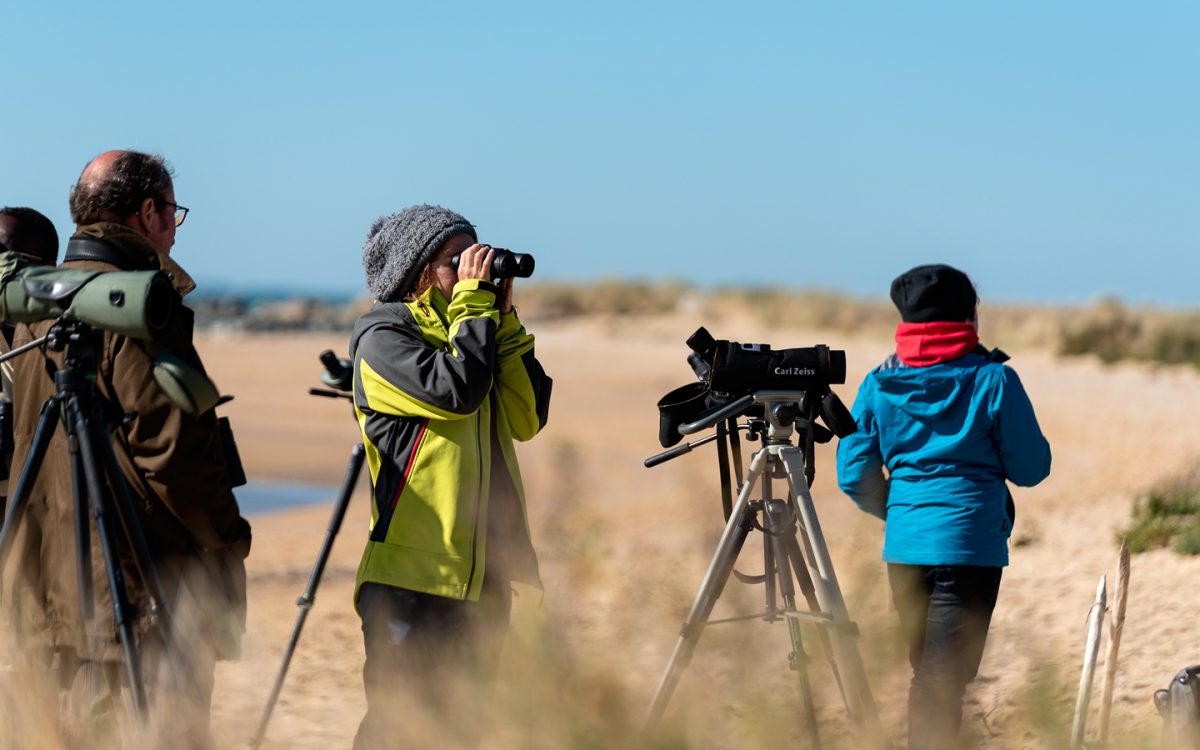 camp-migration-lpo-ornithologie-birdwatching-la-pointe-de-l-aiguillon-sur-mer-vendee