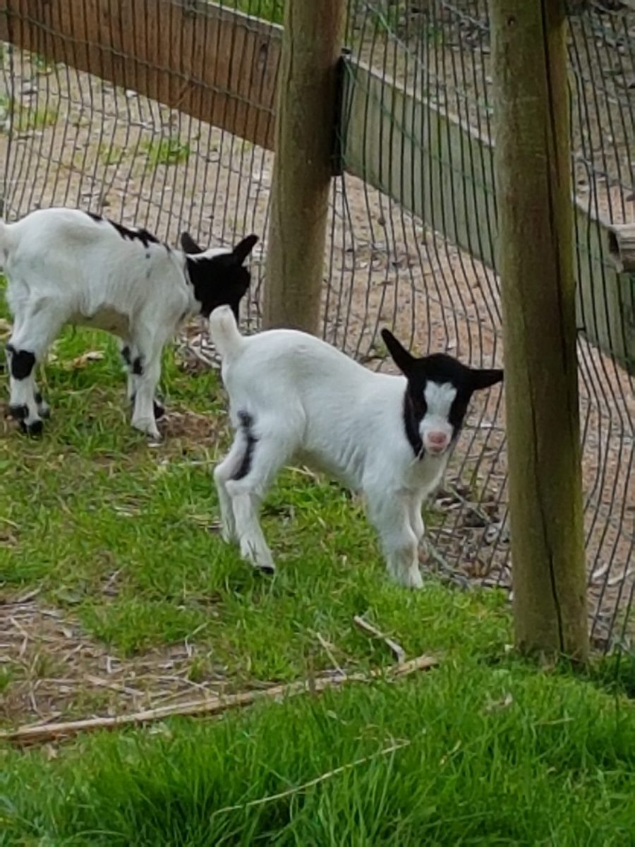 chevre-3
