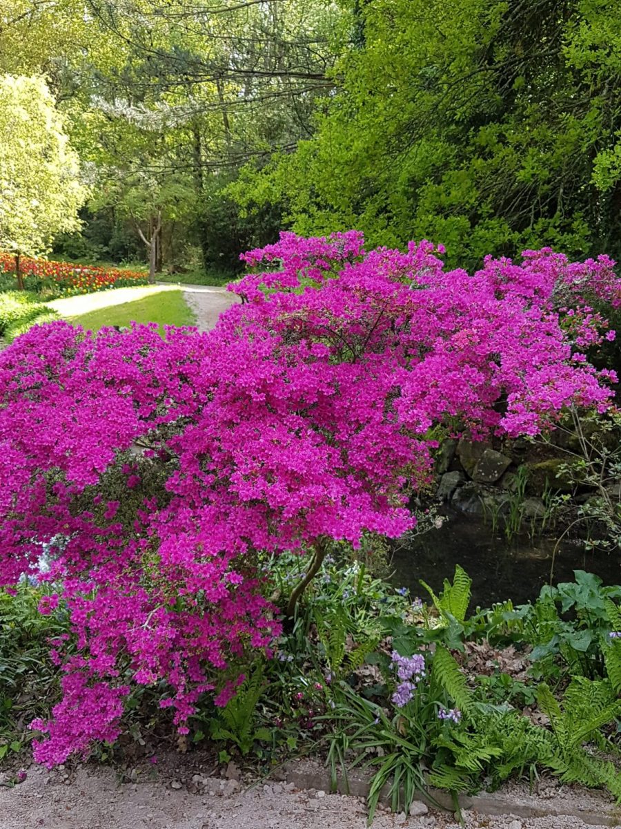 parc floral court d’aron (6)