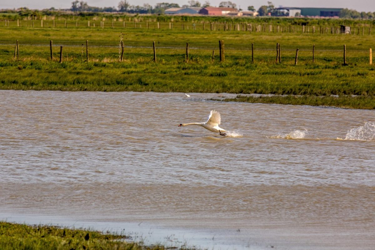 Réserve naturelle Michel Brosselin – Saint Denis du Payré 12